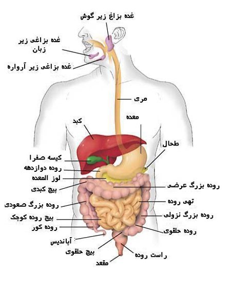 دانلود طرح جاب شگفتی بدن انسان